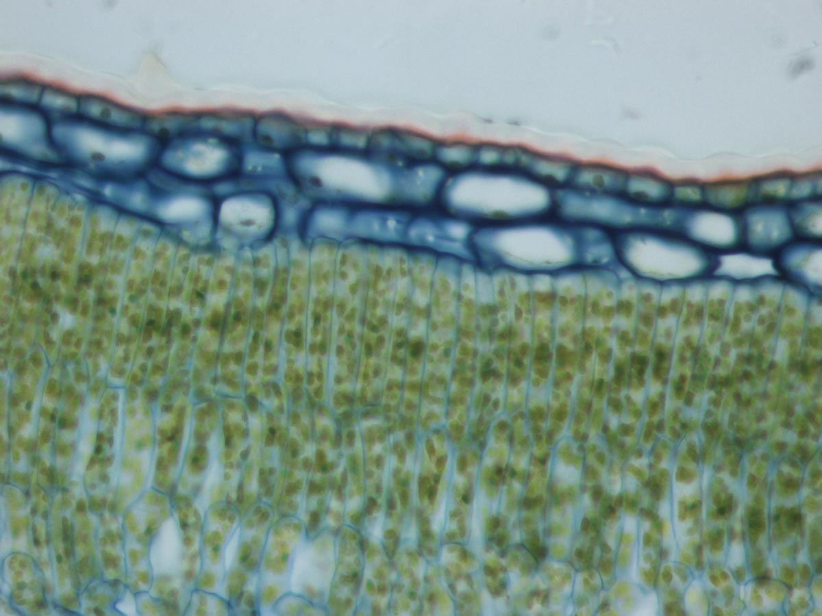 Palisadenparenchym